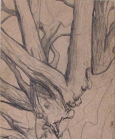 Elm