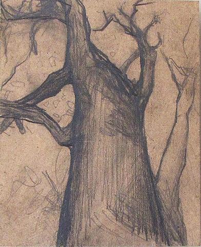 Eucalyptus